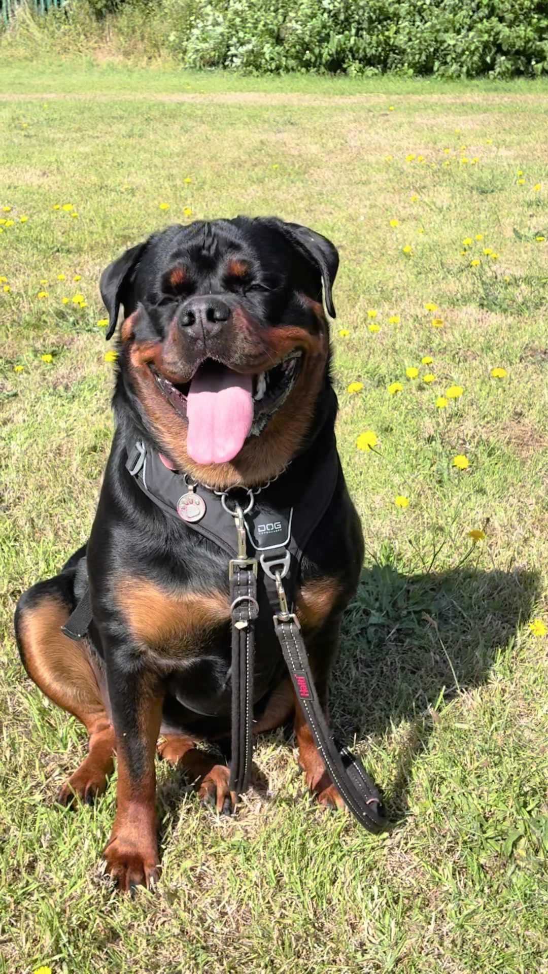 @❤️Rottiexena❤️Rottweiler Dog