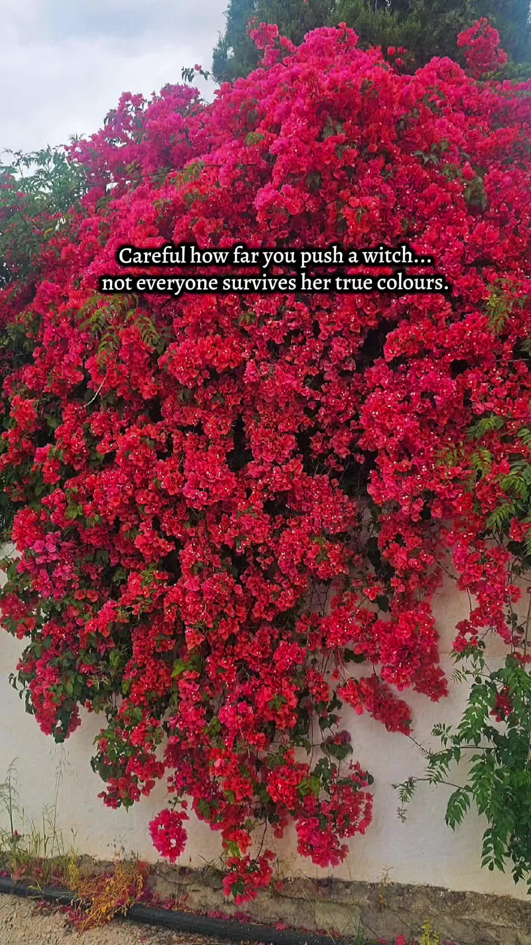 @modernwitchery444