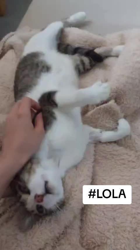 @SOS FELINA TENERIFE