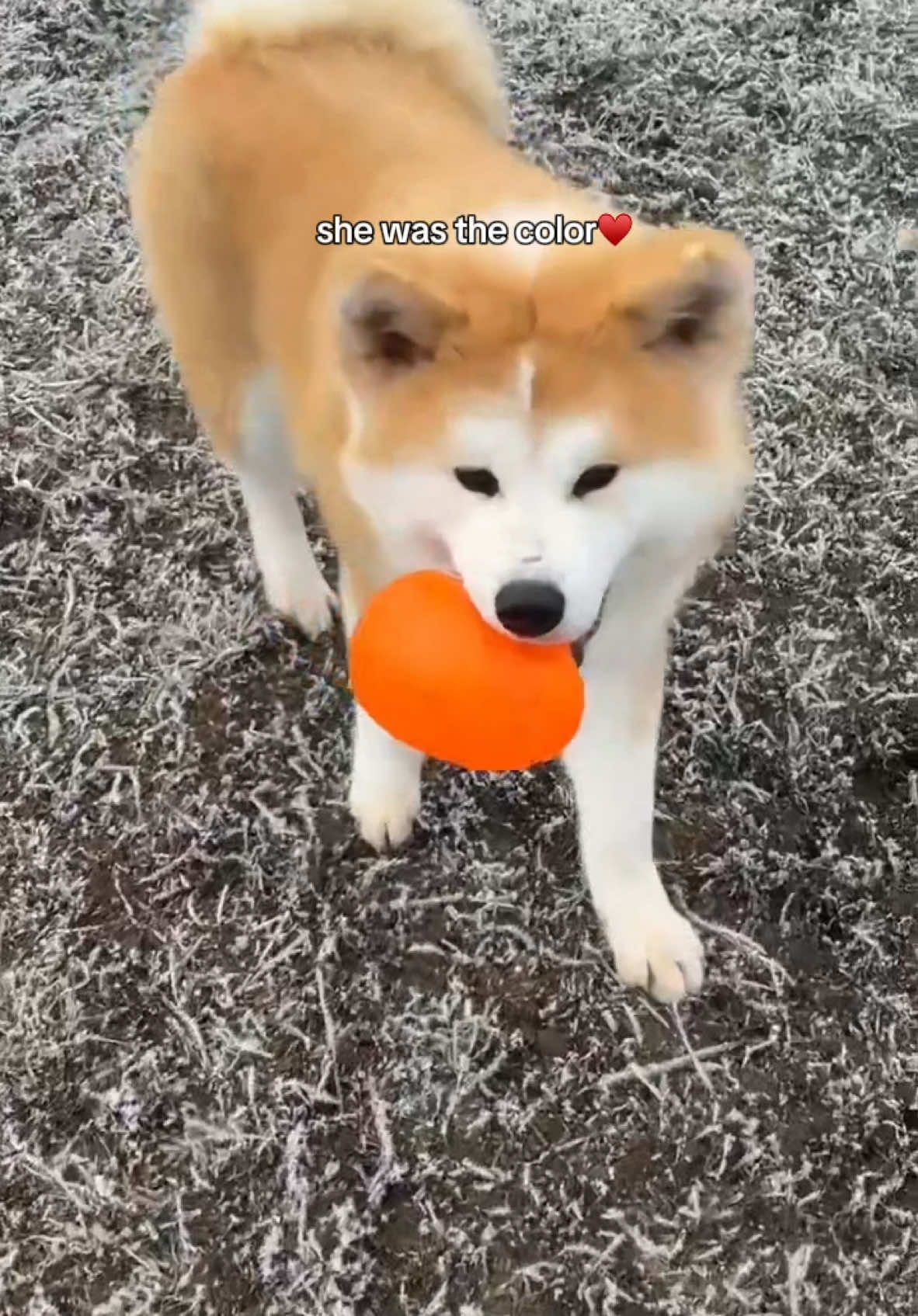 @julipuff8
