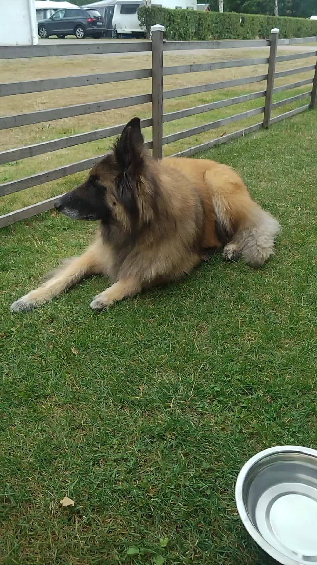 @Fenix-Tervueren AssistanceDog