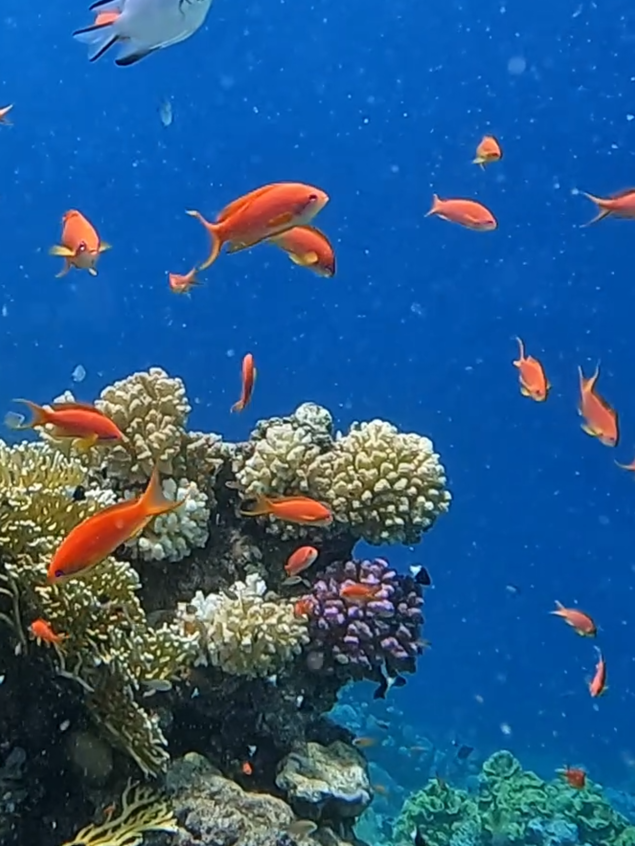 @Our Underwater Universe
