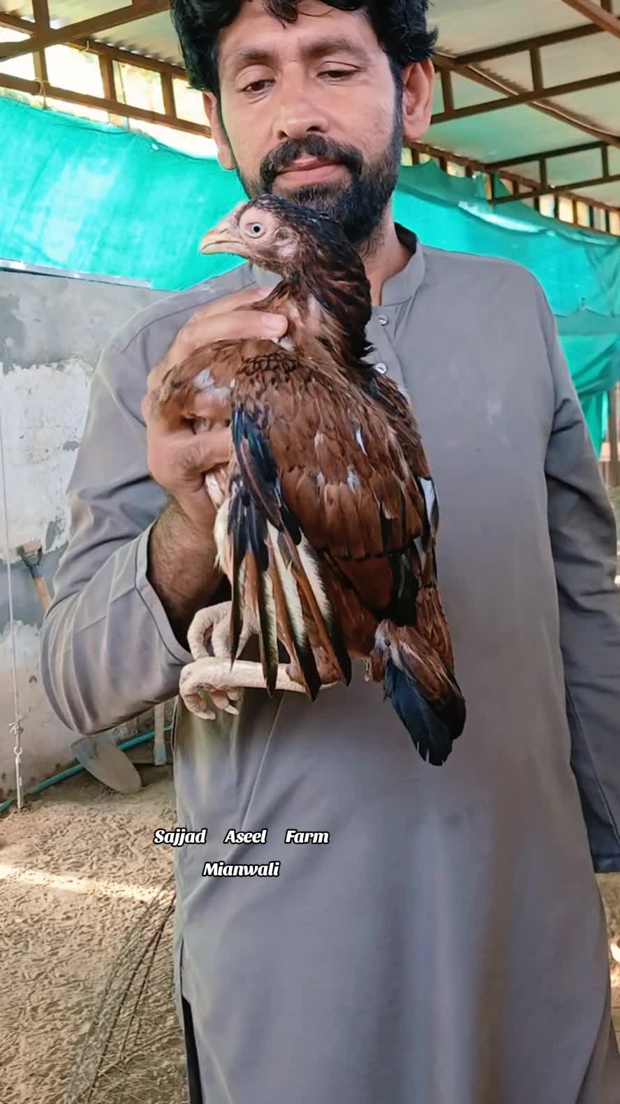 @Sajjad Aseel Farm