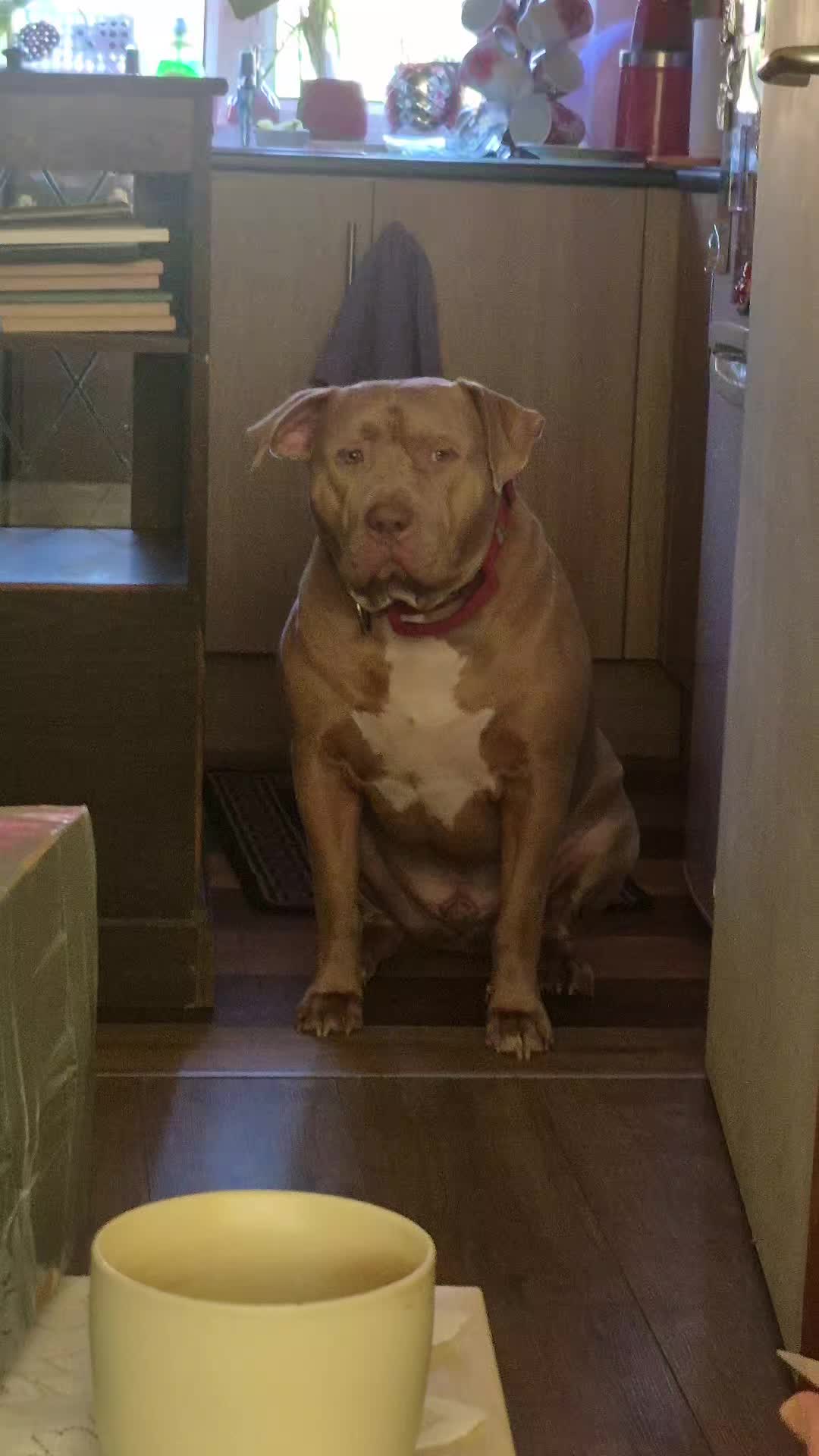@Zeus.Bella1