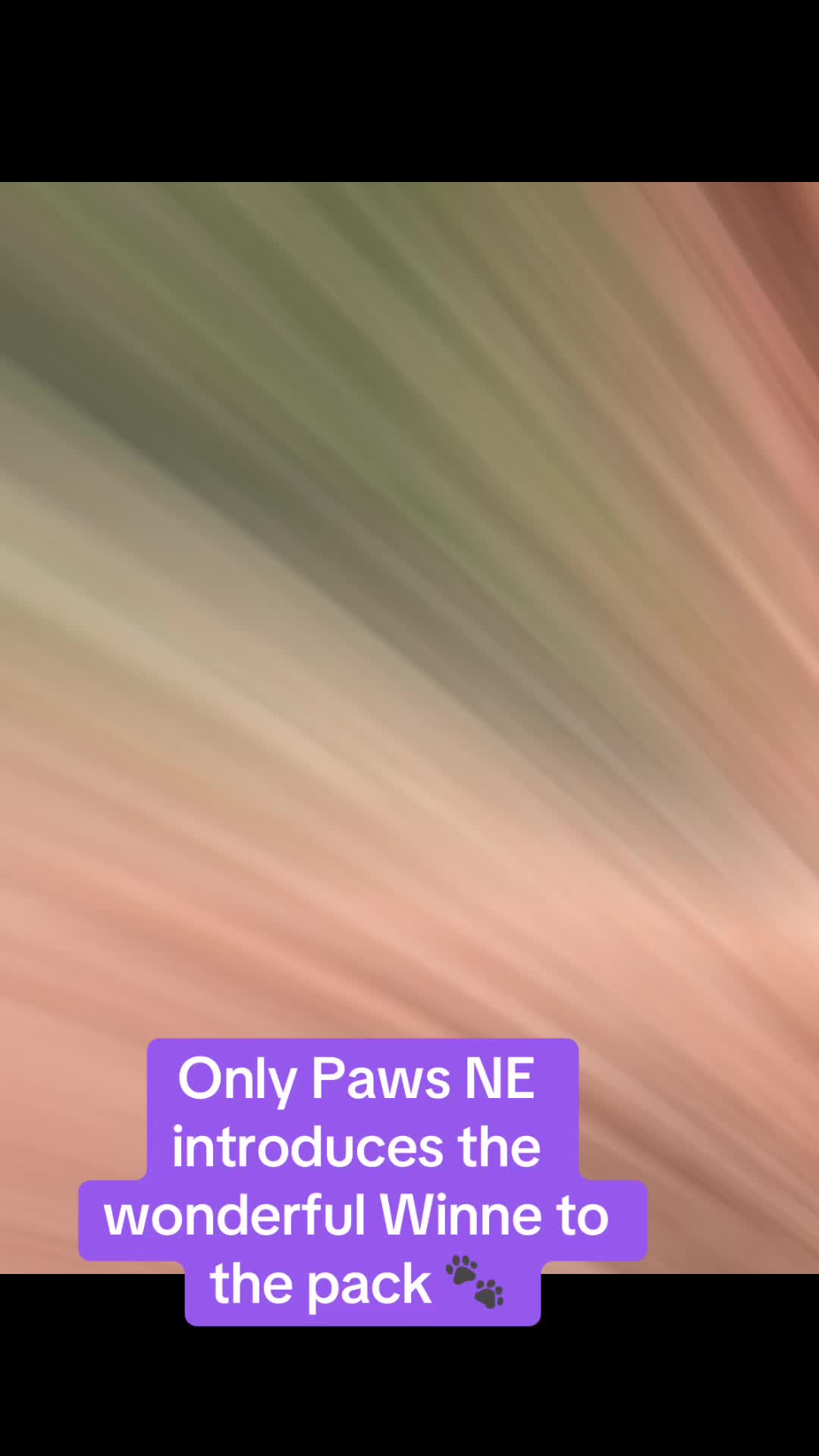 @Only 🐾 paws NE