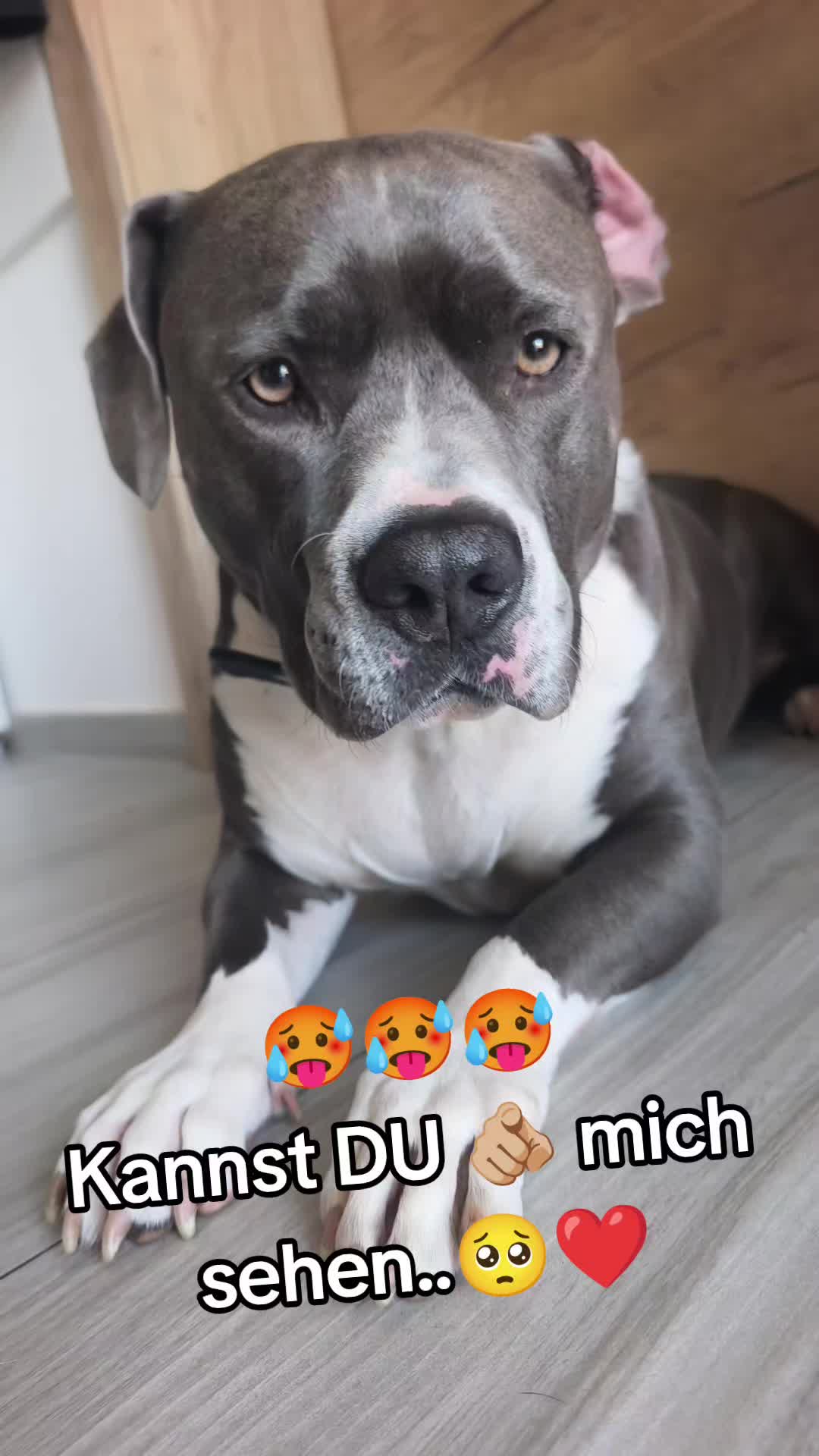@Kampfschmusser_Nero🖤