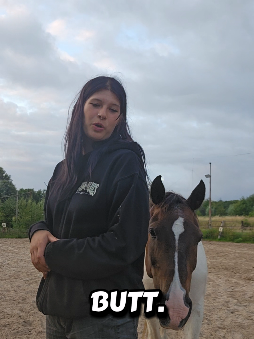@Dino and horses
