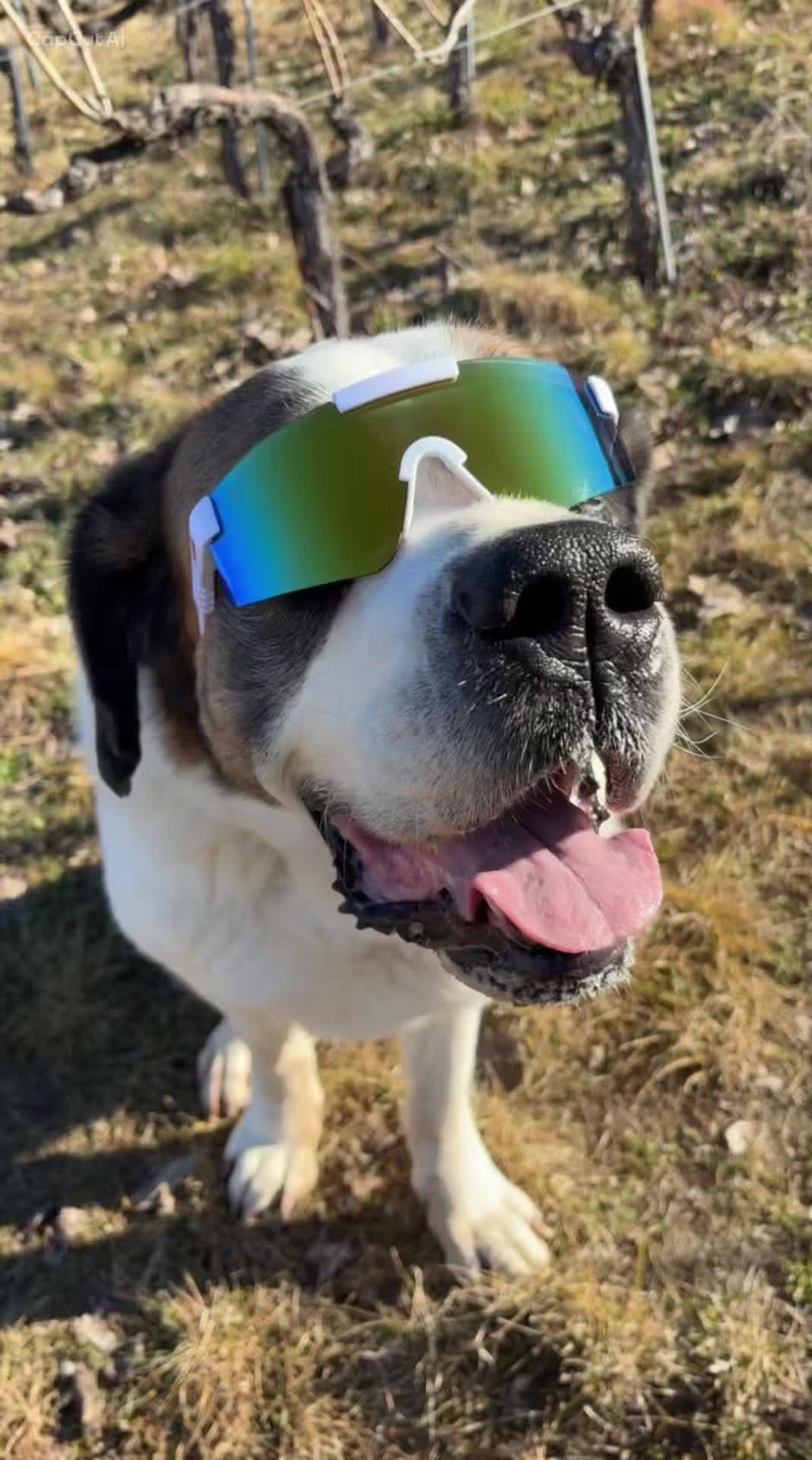 @Xena le St Bernard