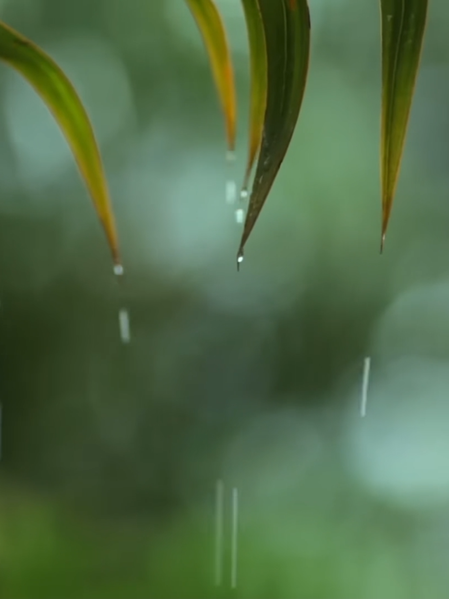 @Soothing Relaxation