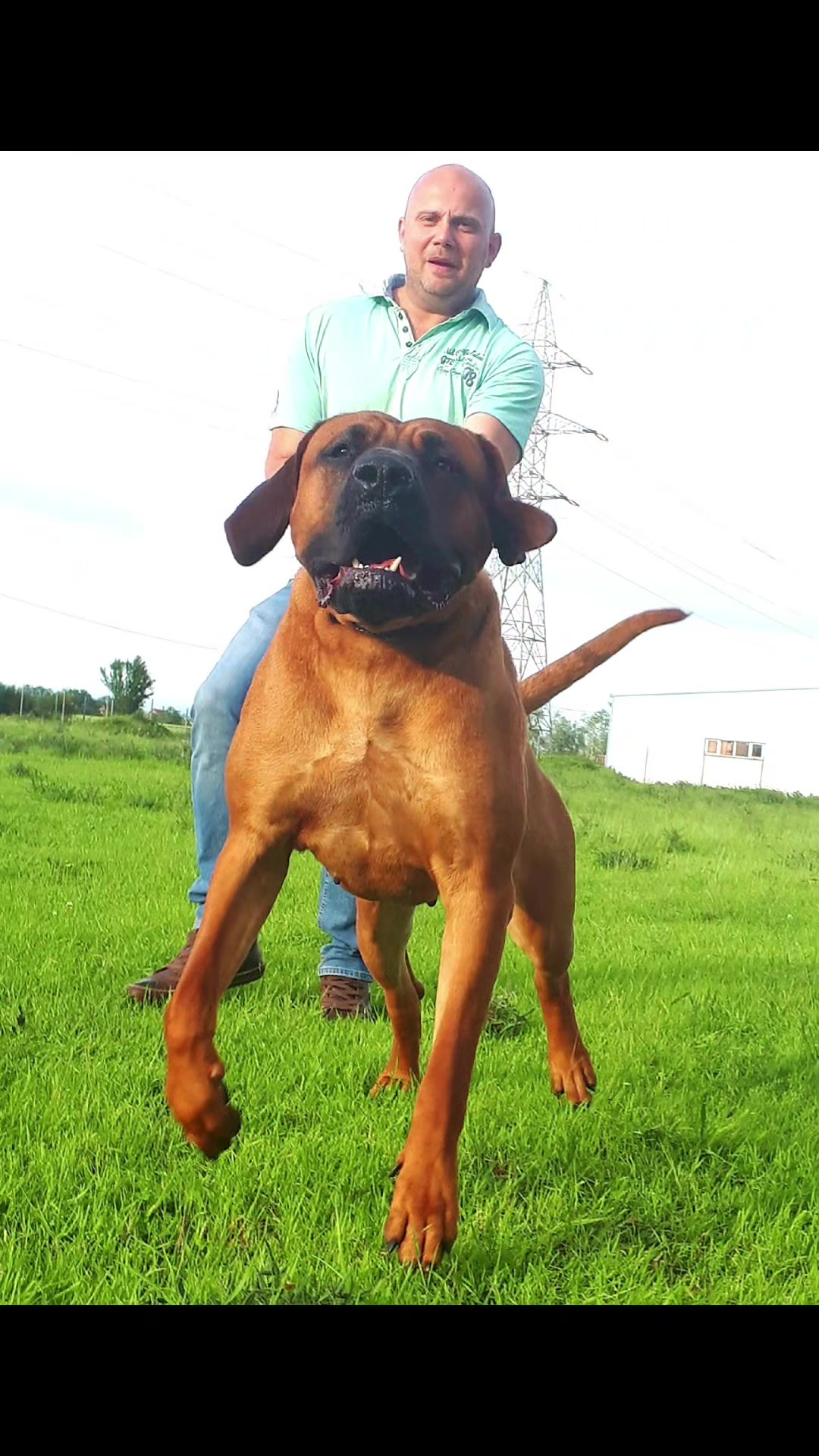 @Spirit of Asia Kennel
