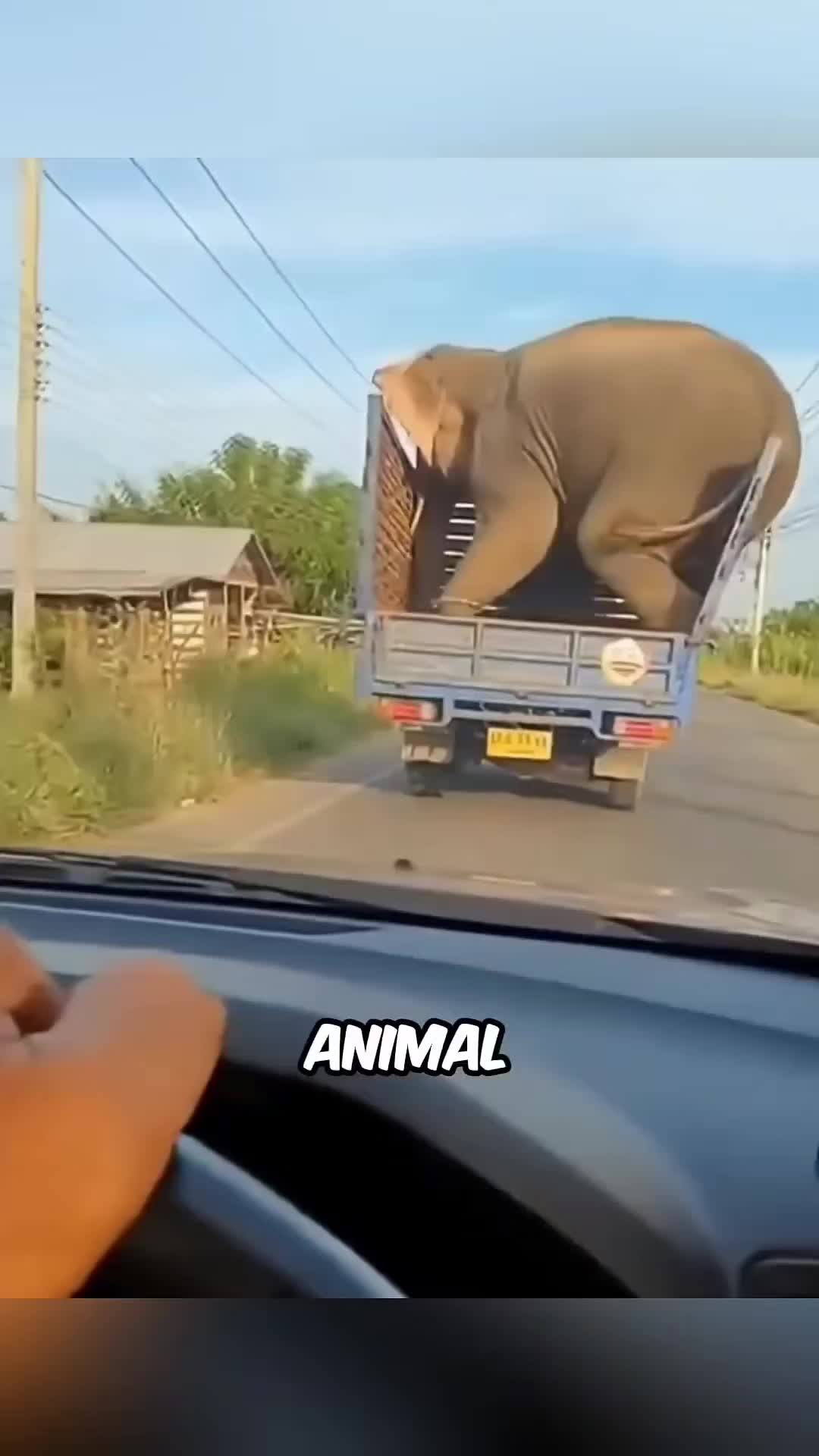 @Wildlife US