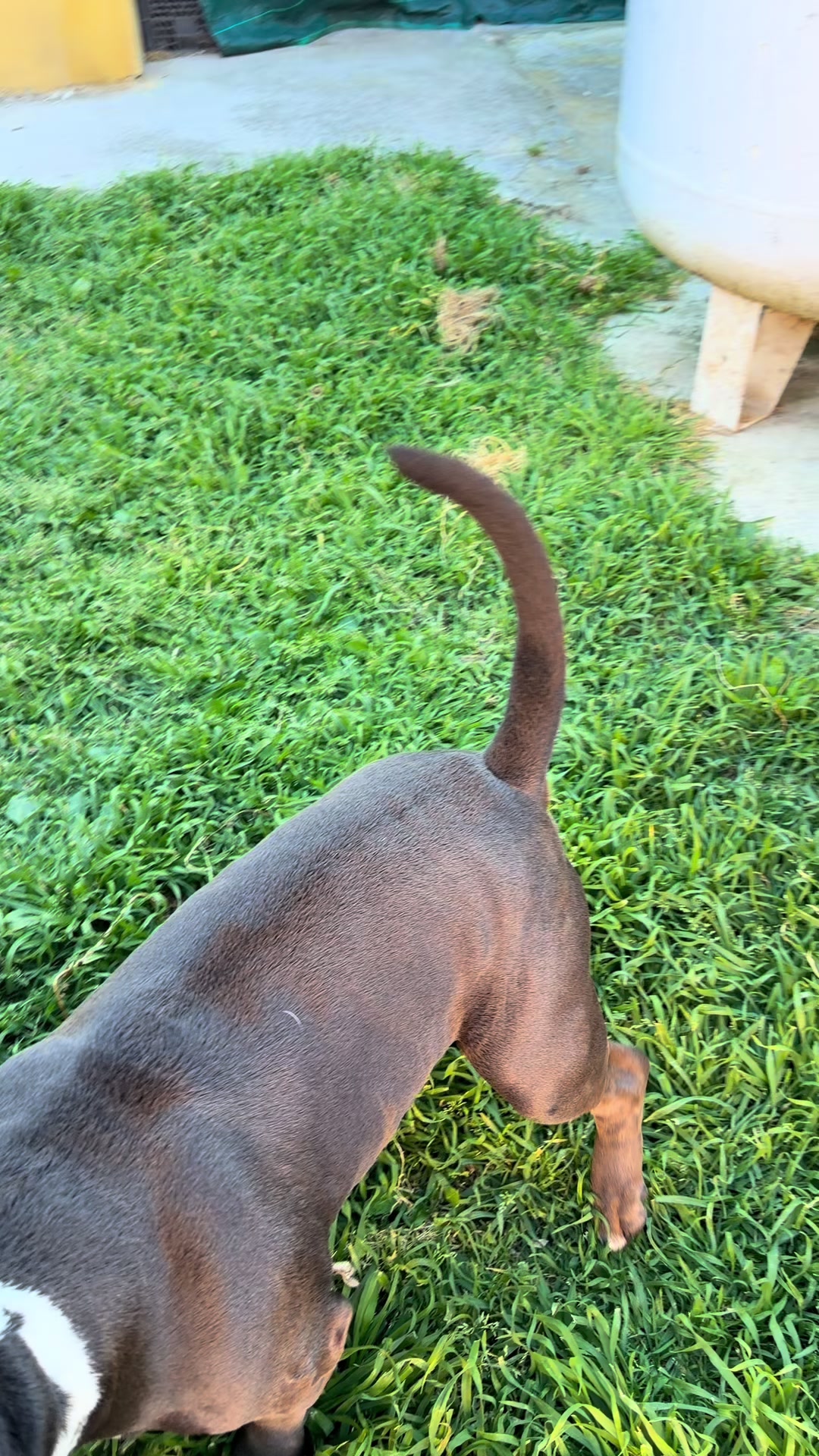 @Iam_ Denver The Bully
