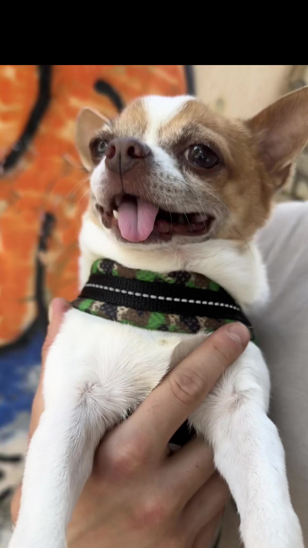 @Ninja_chihuahua