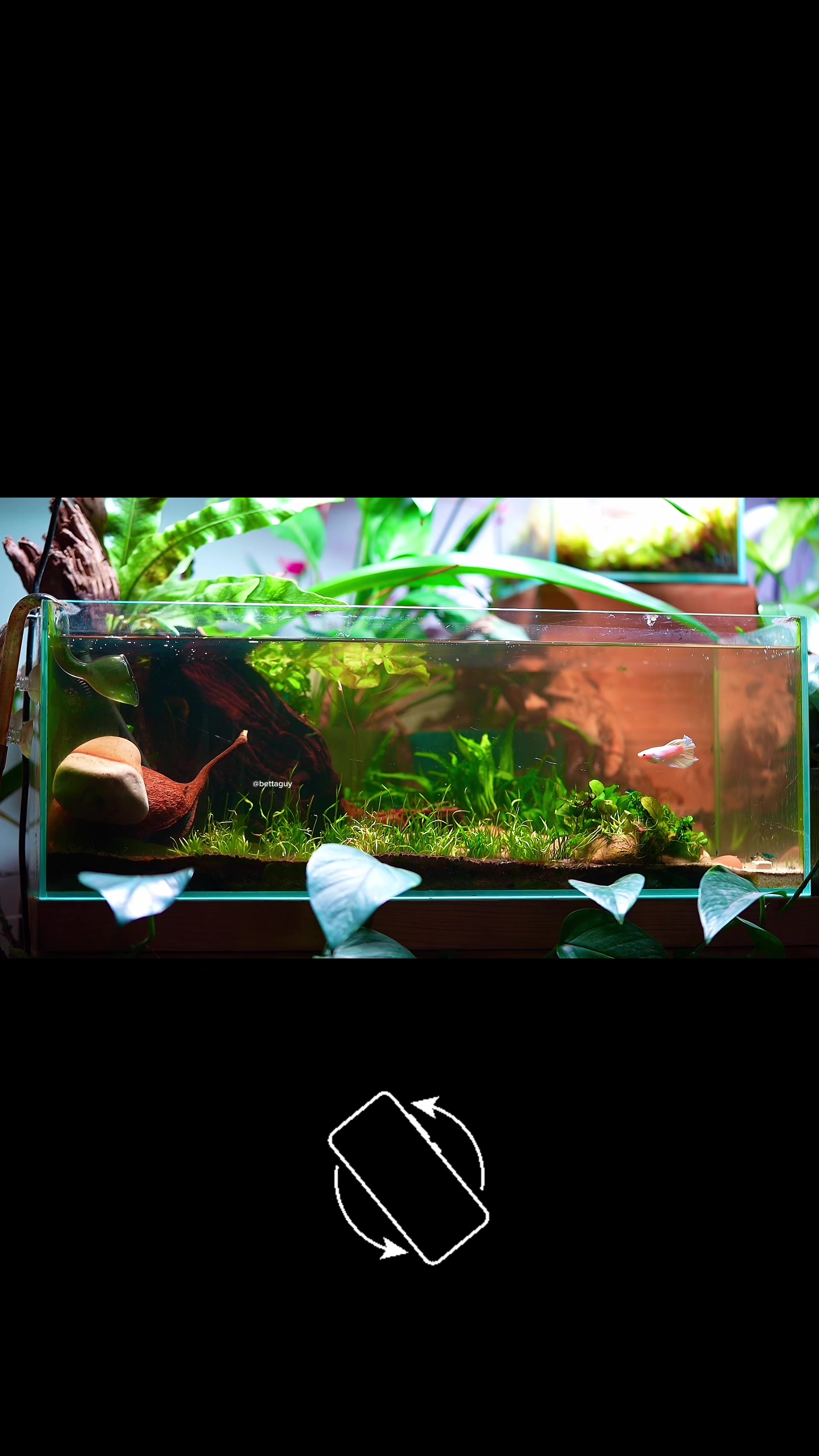 @Fish guy