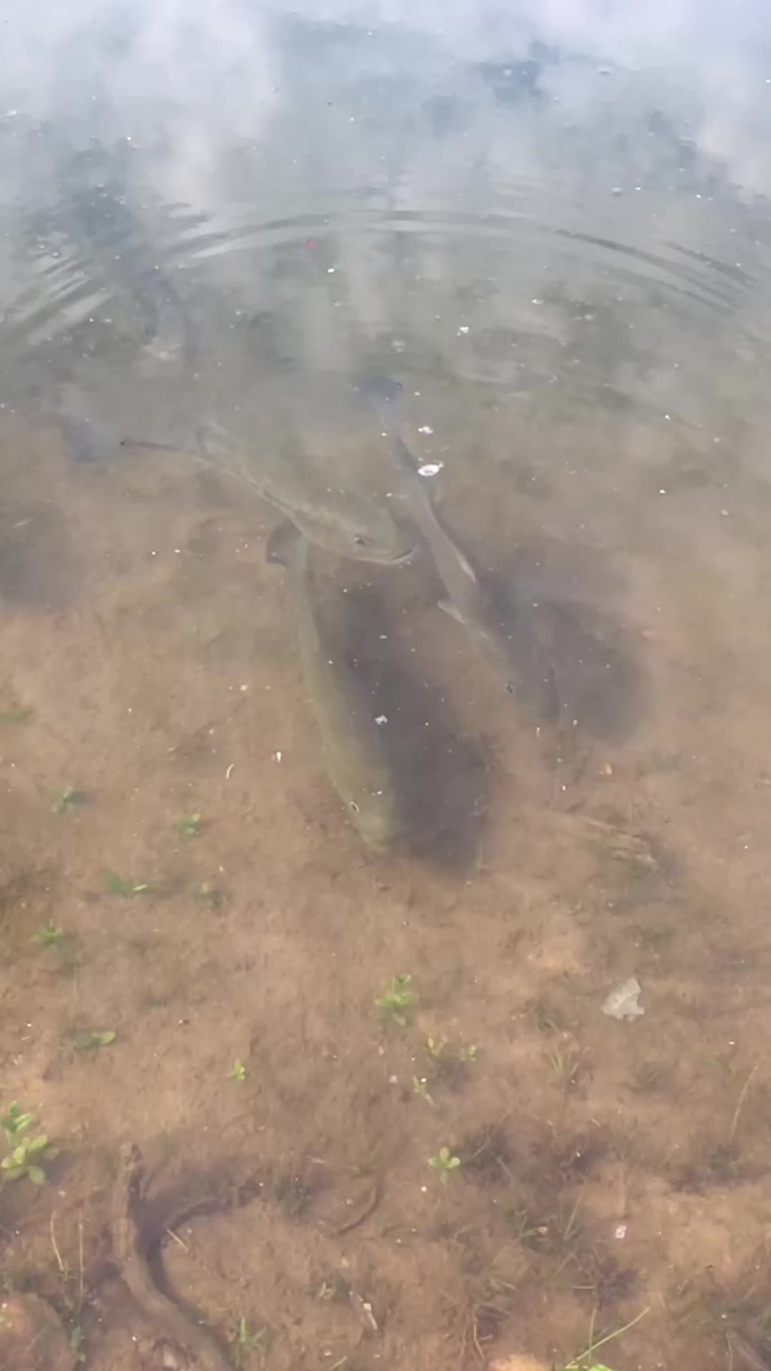 @Bassfeeder