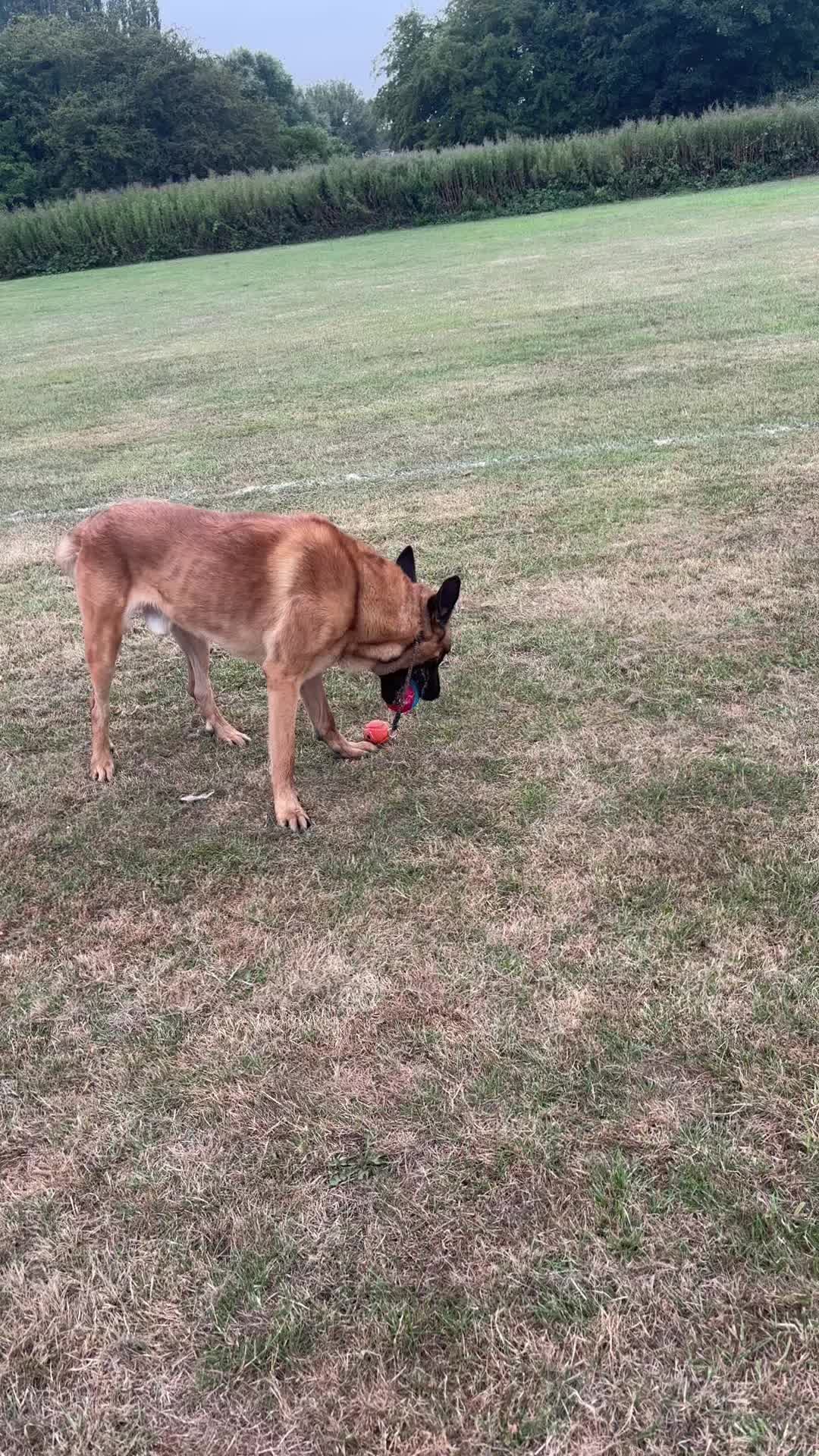 @KAKEK9 TRAINING LTD