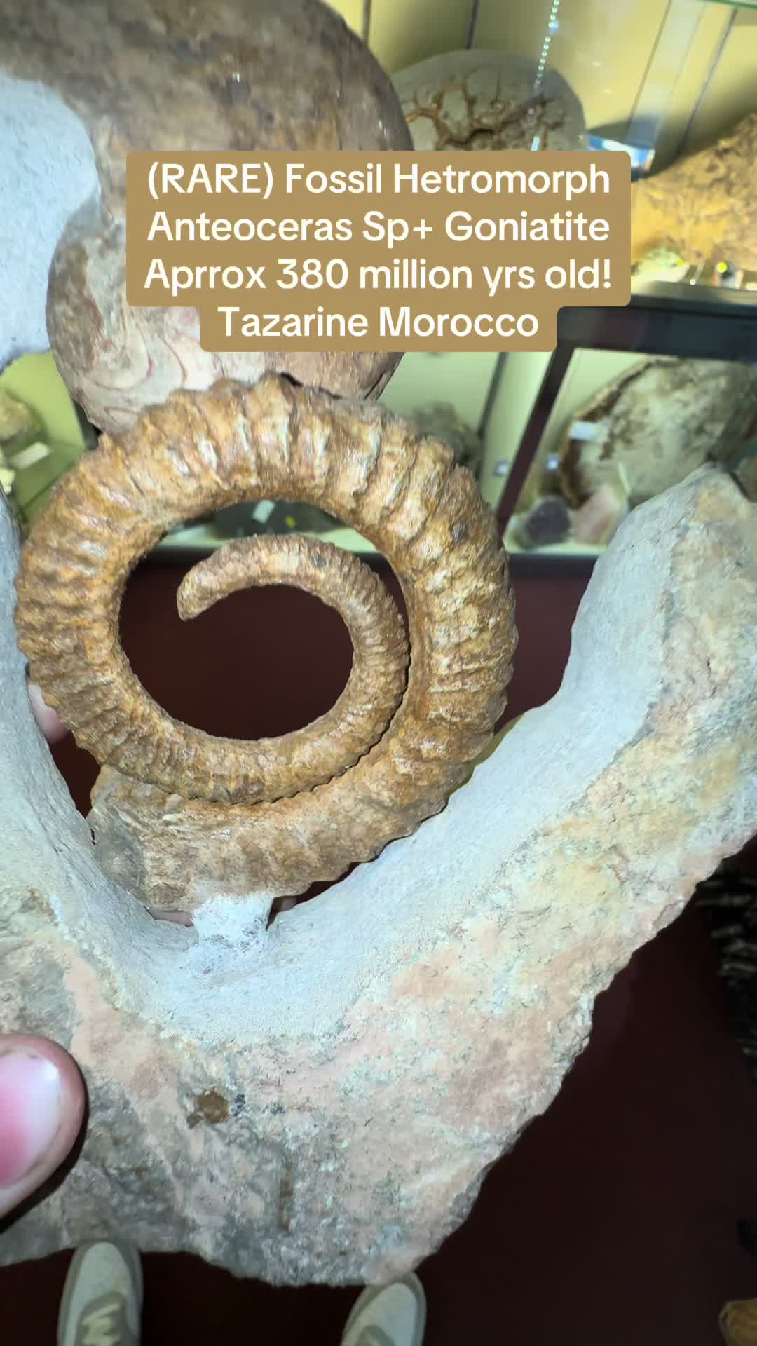 @AidansFossils.Fish.Minerals
