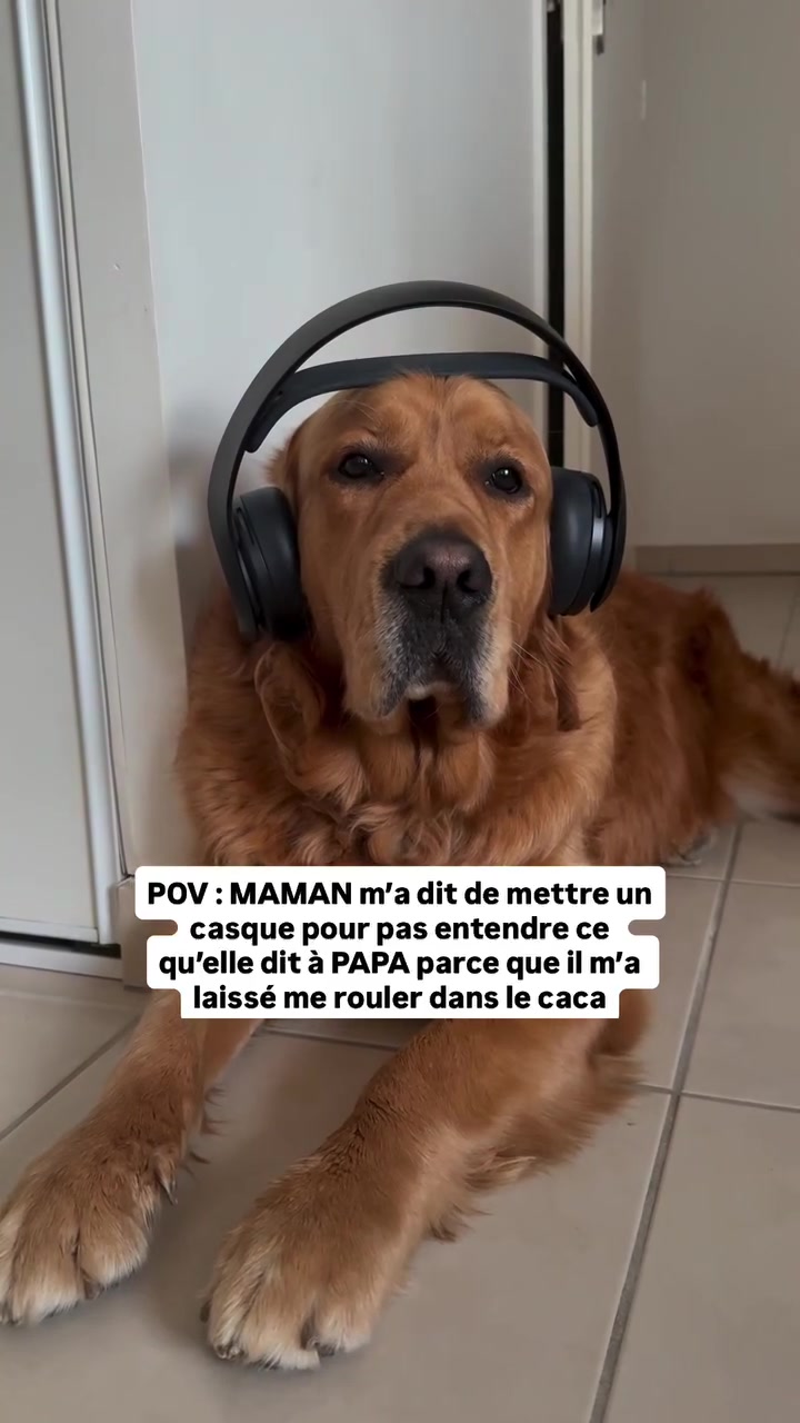 @Uggy Le Golden 🐶