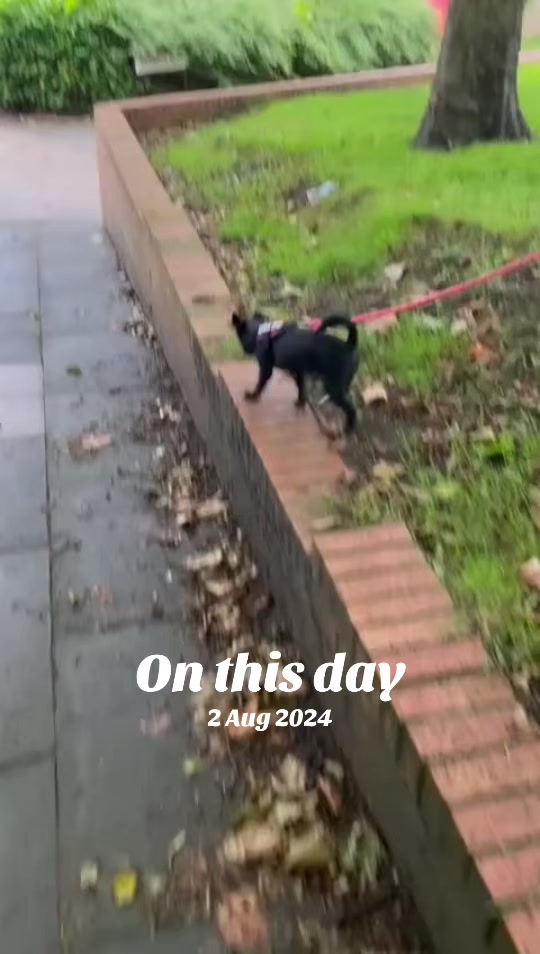@Darcie the Jackapoo