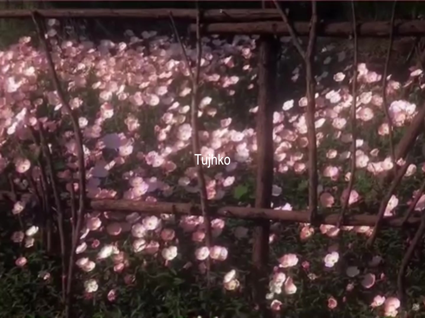 @ʟᴏꜰɪ ᴅʀᴇᴀᴍꜱ