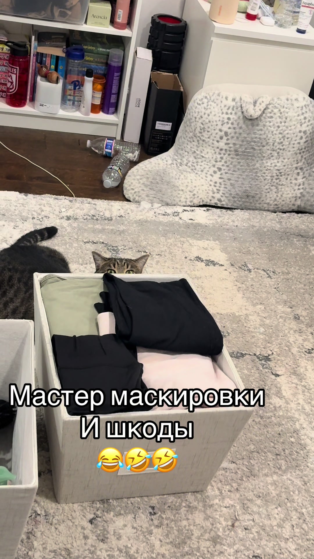 @🐈⬛ Furry Friends 🐈
