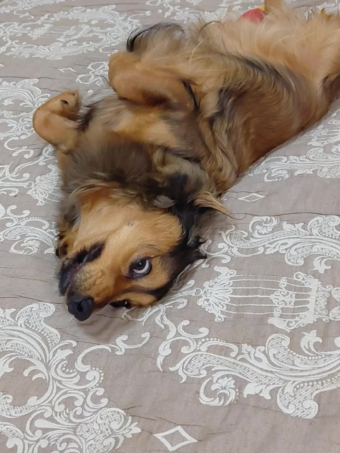 @Elisa🐶Ronda