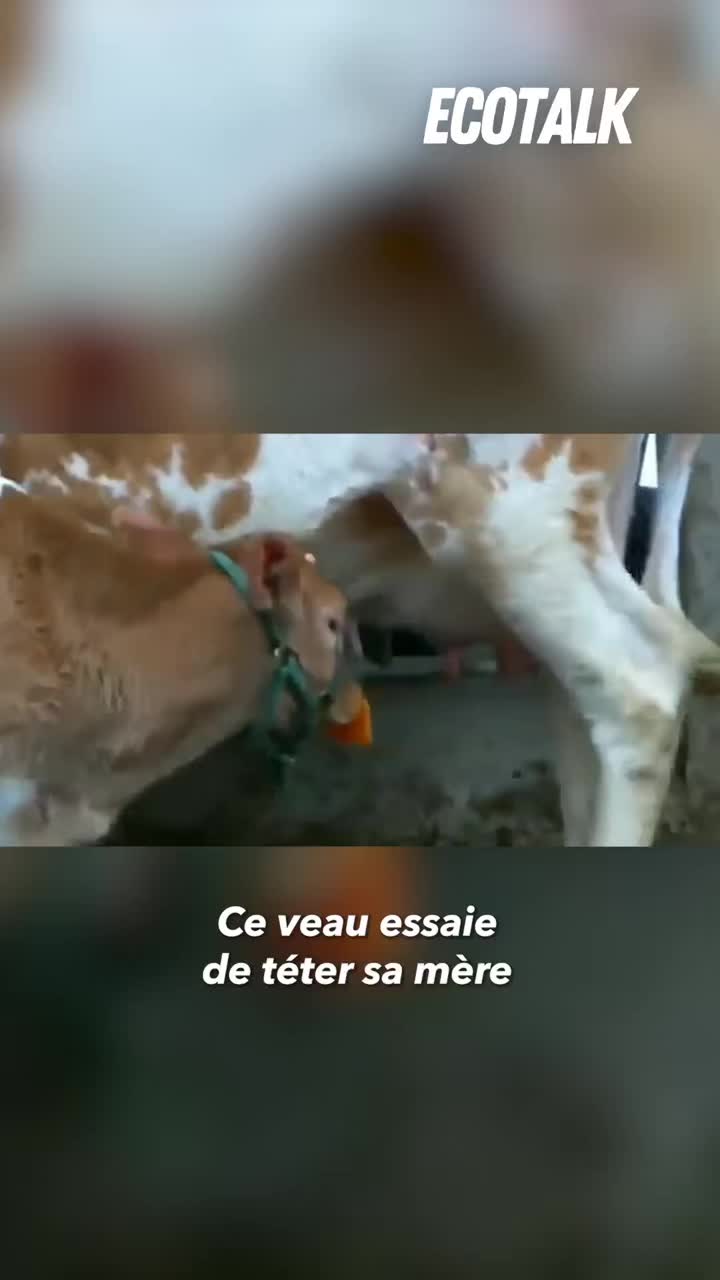 @Ecotalk