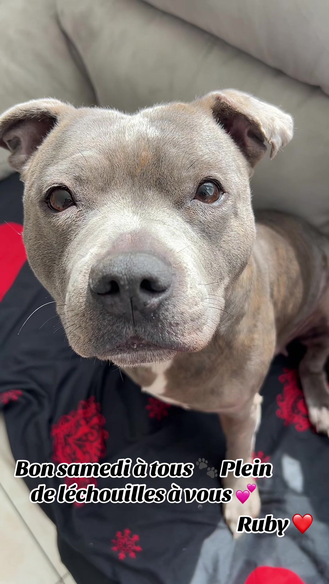 @rubylove_staffie94