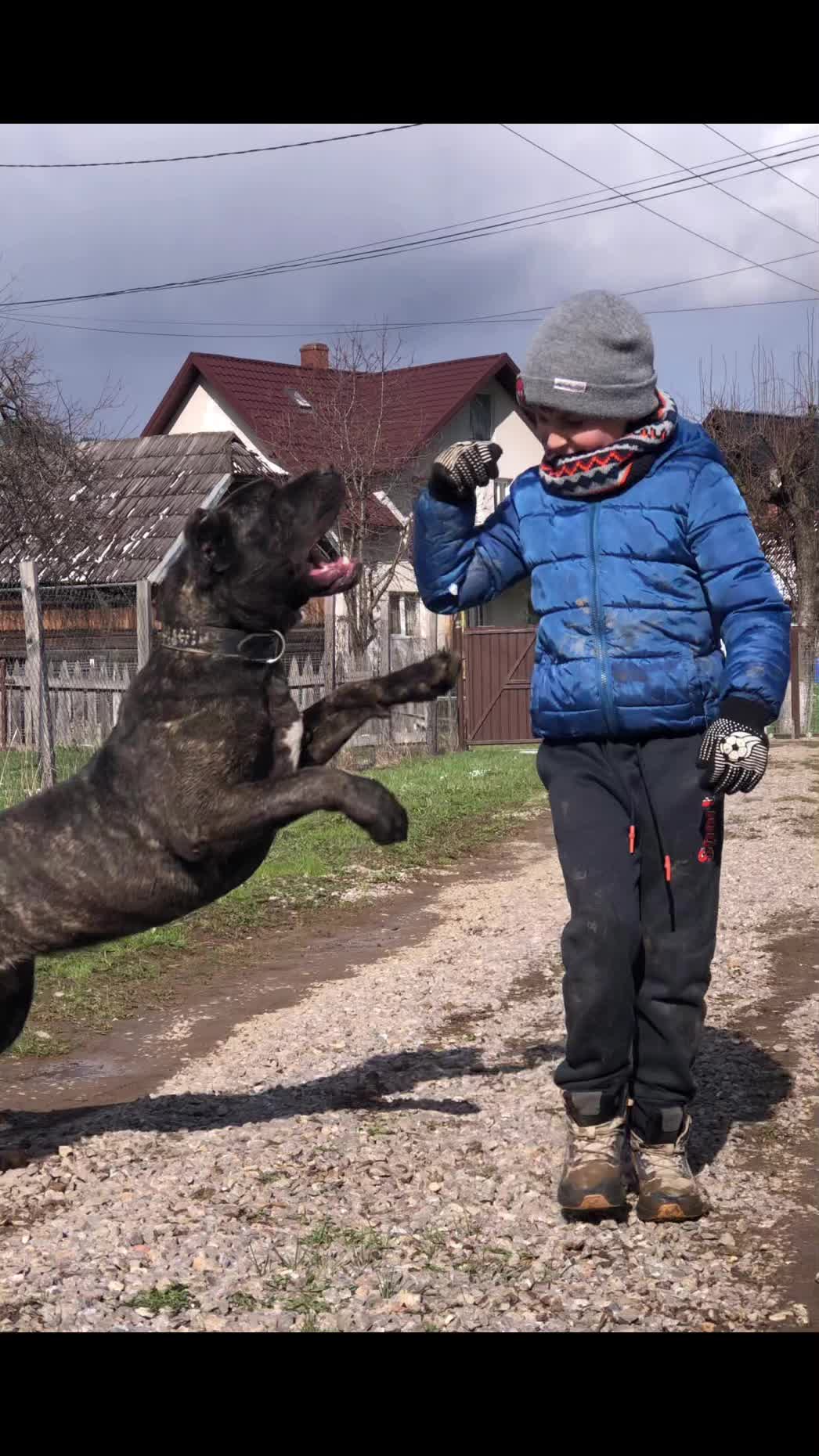 @Presa Canario Varro Bull