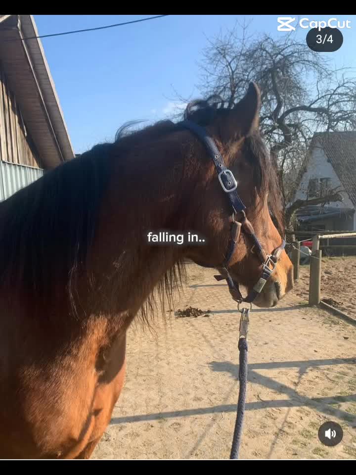 @🐴sophie🐴