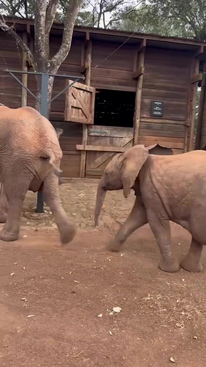 @SheldrickTrust