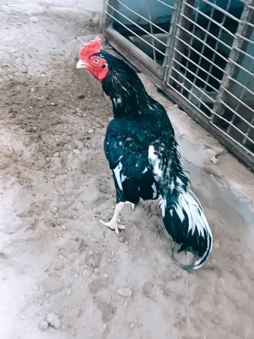 @Sajjad Aseel Farm