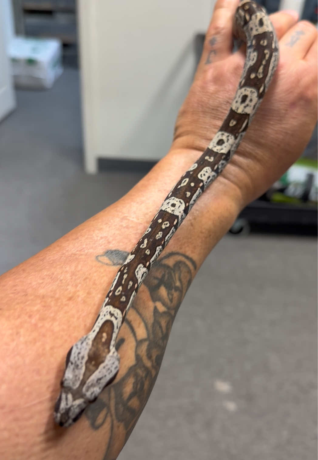 @Snake Country