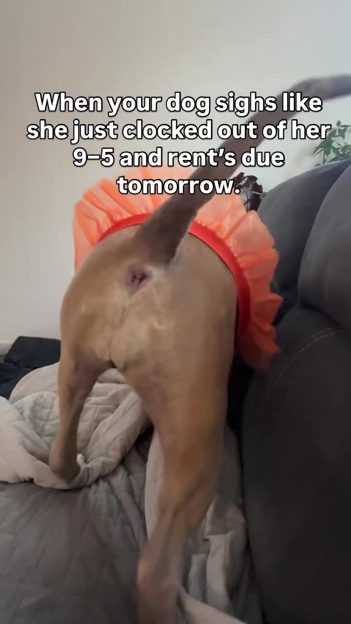 @Indie.pittie