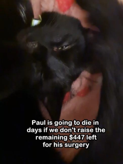 @Saving Paul the brave Cat!