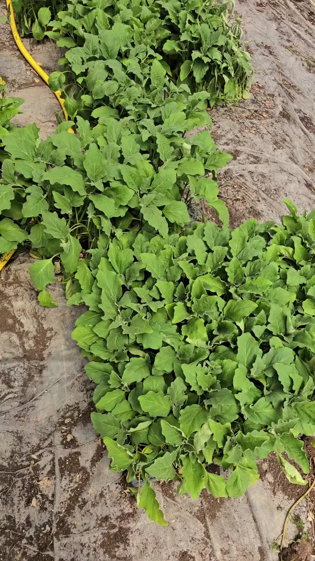 @Faze Farm