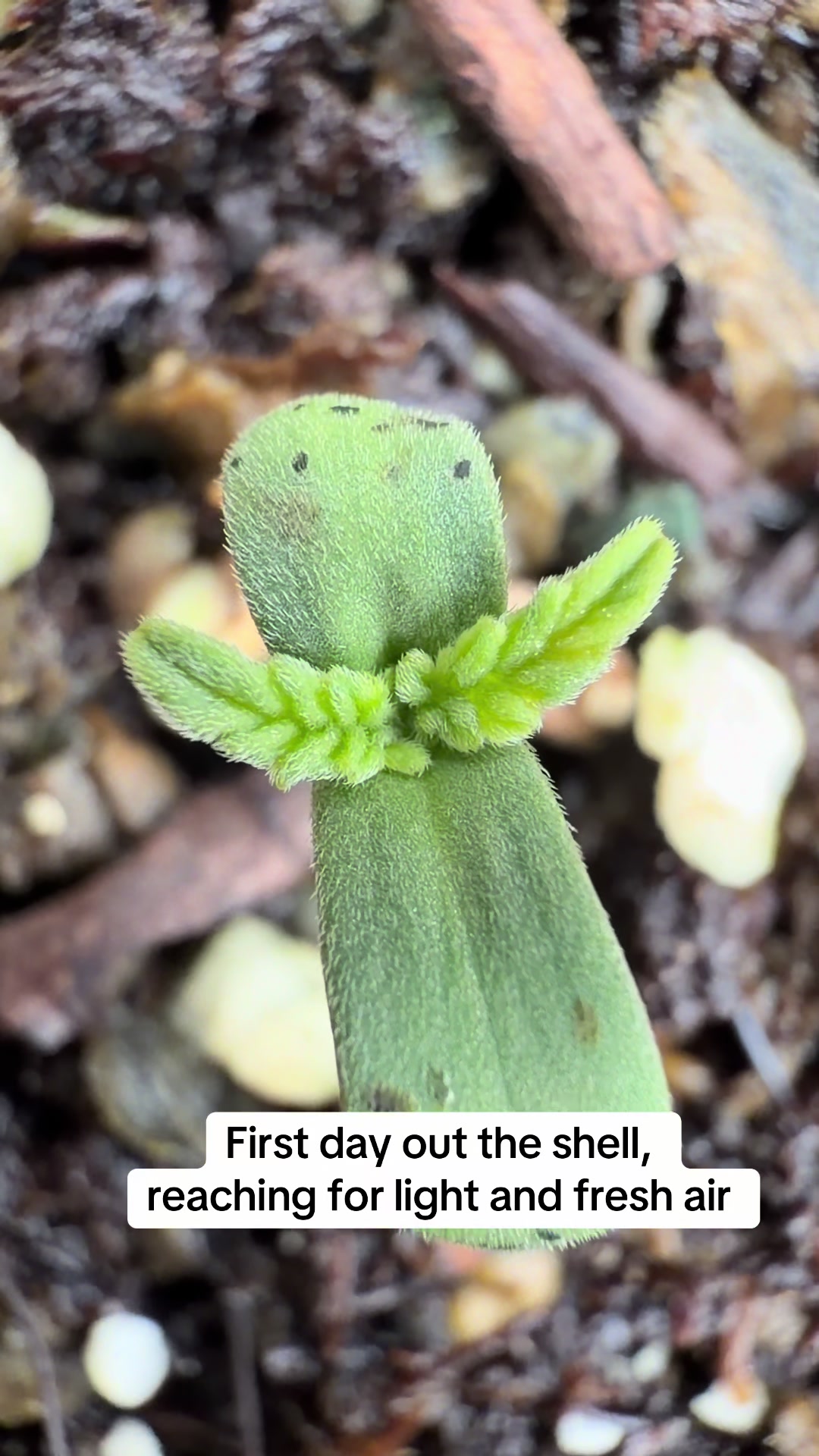 @SEEDTIVA