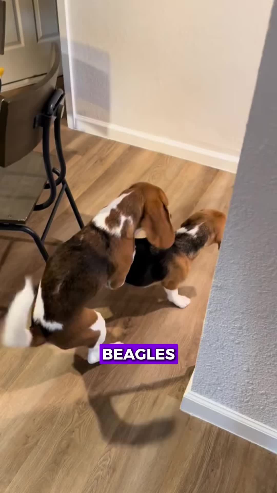 @PawblemsDaily