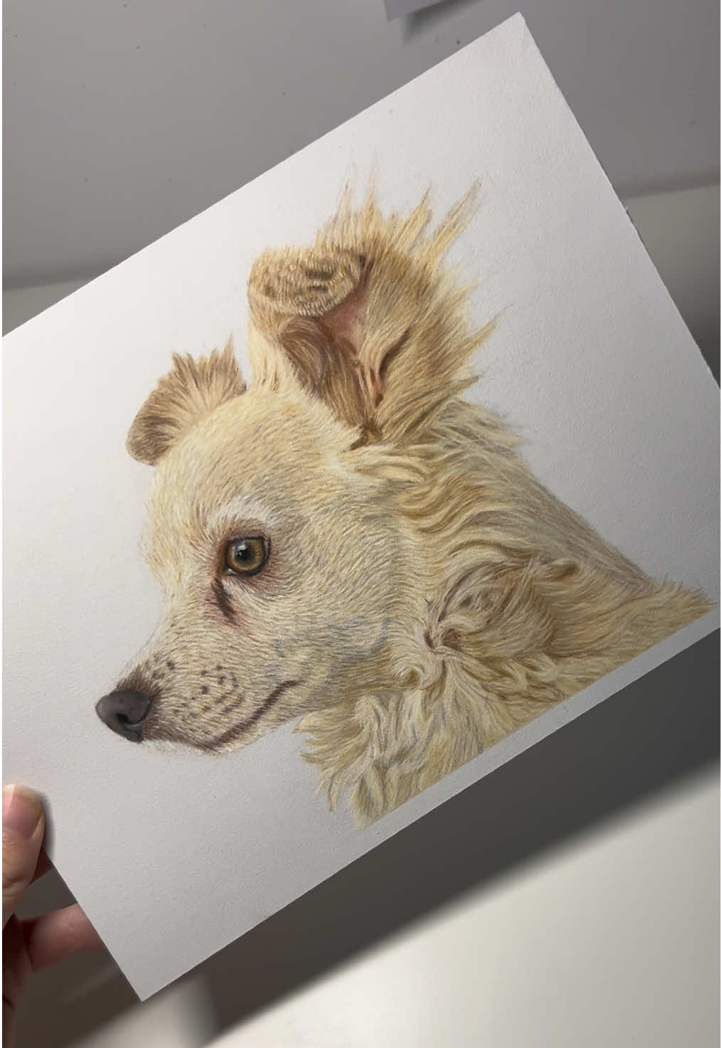 @Pet portraits
