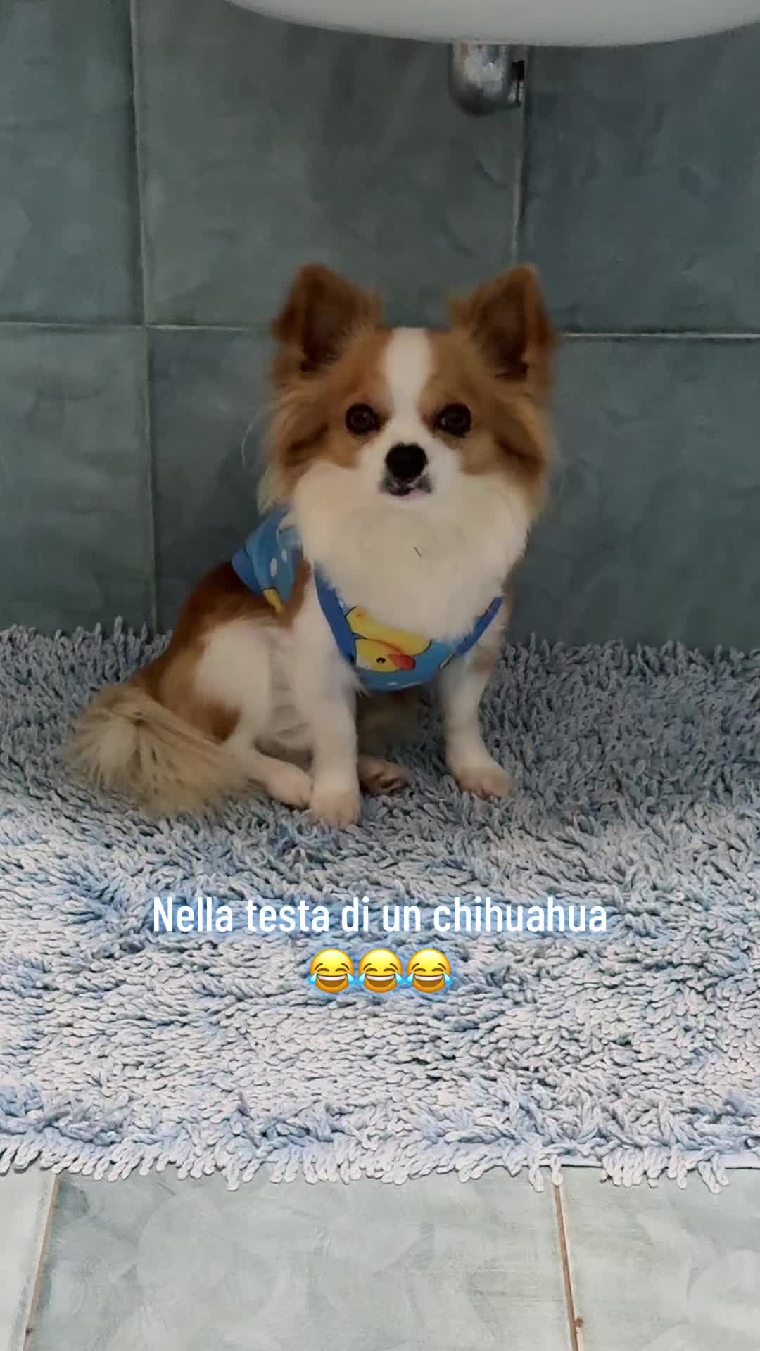 @Michela 🐕