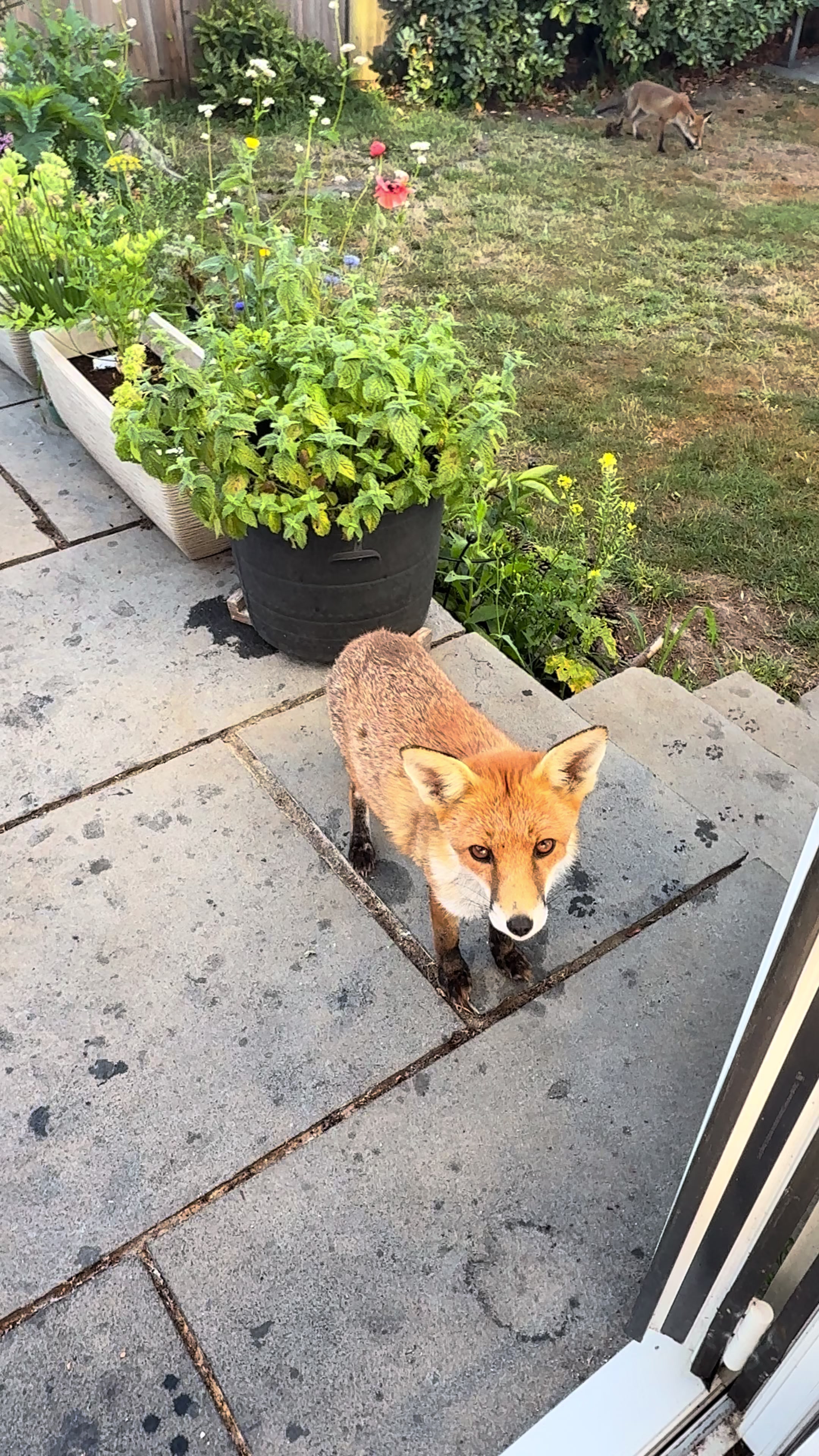 @gp_wildlife