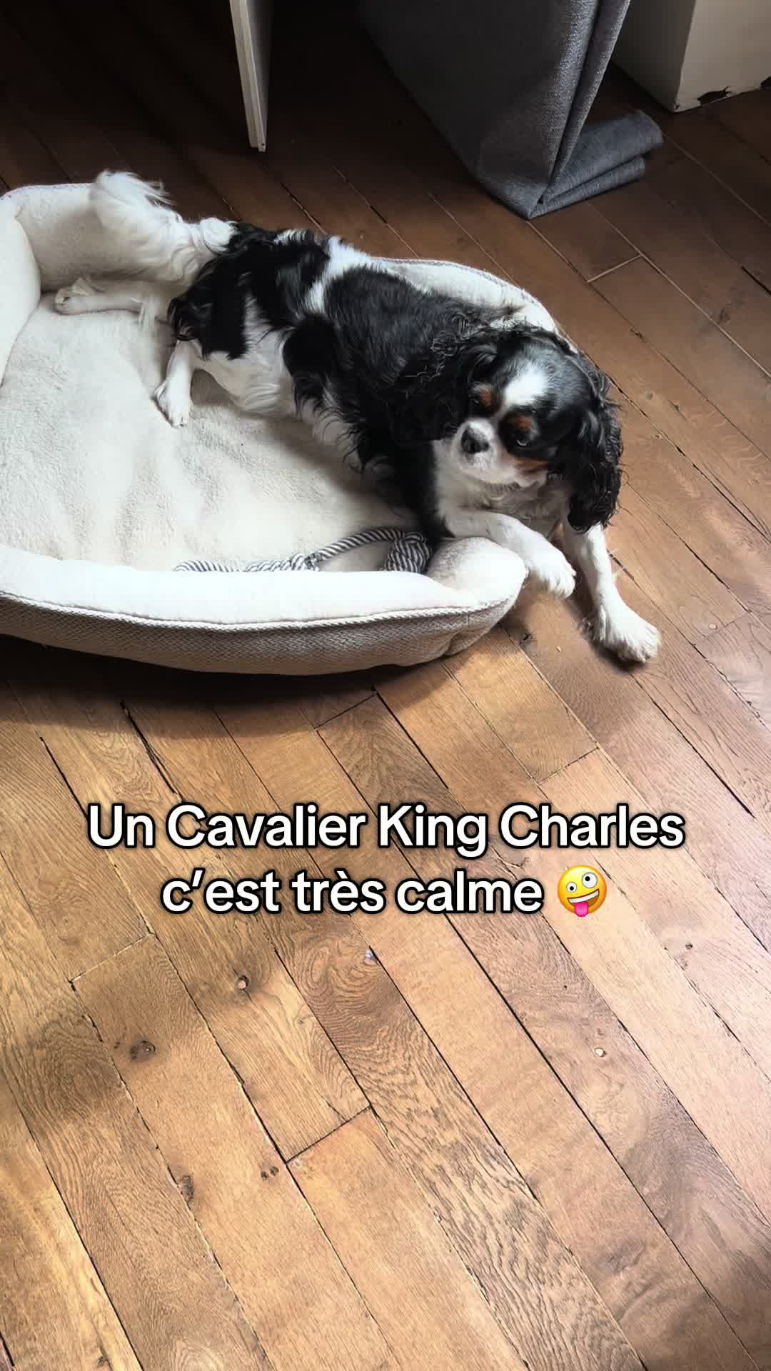 @Cavalier King Charles