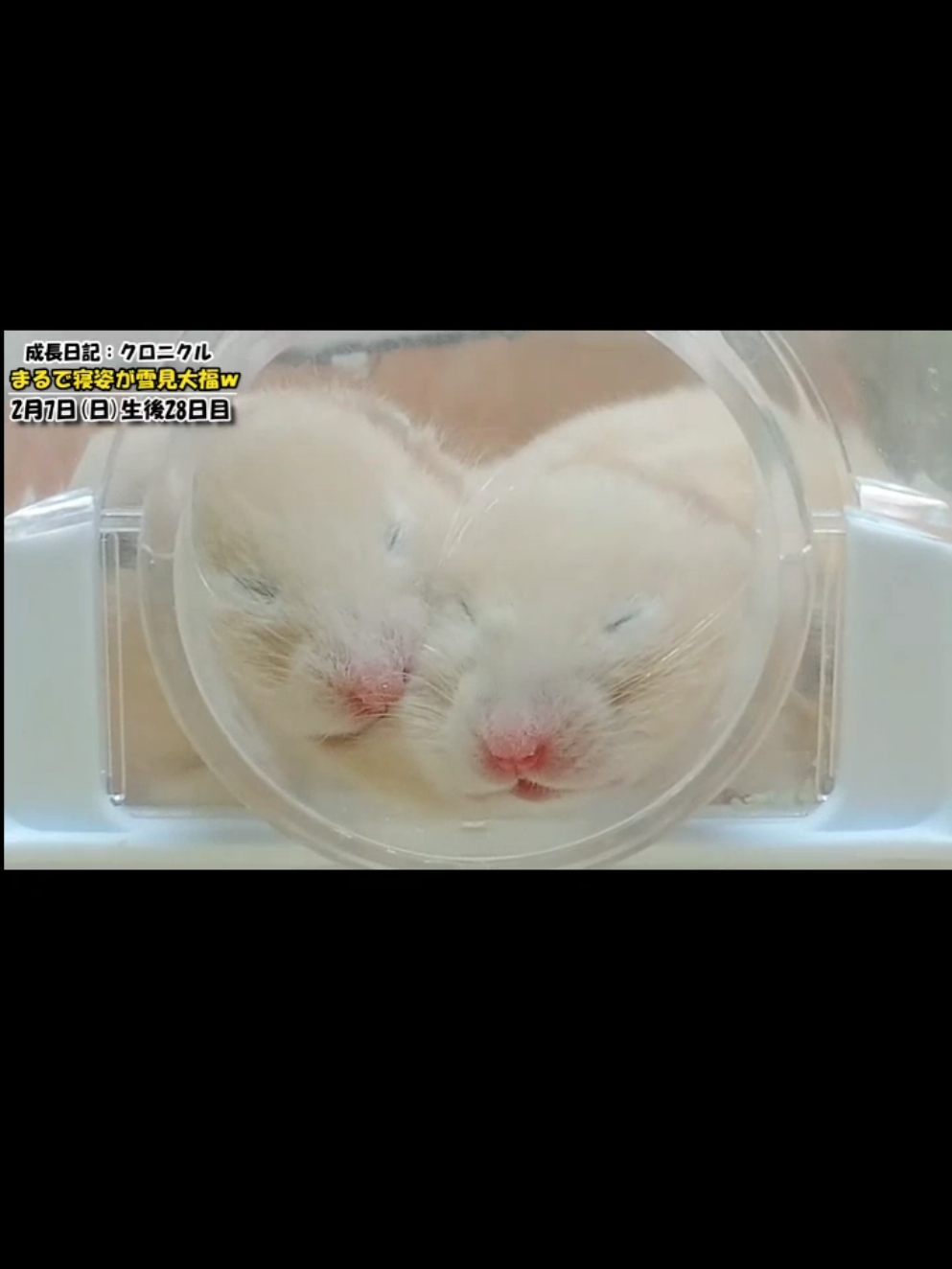 @ようちゃんAnimalPetTV