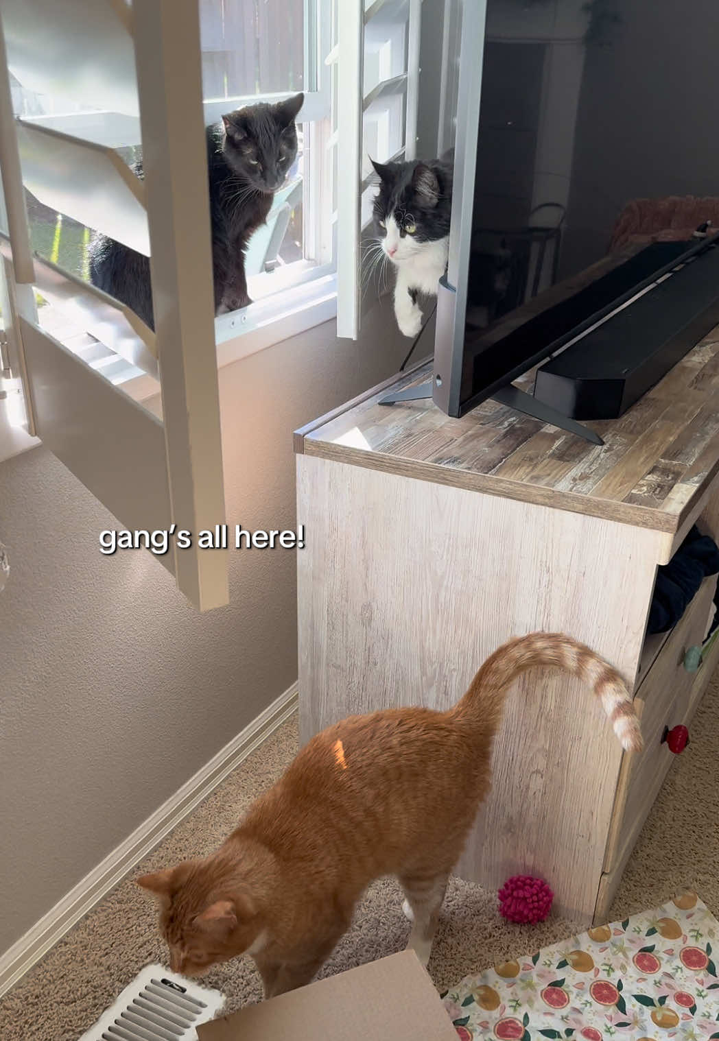 @furtastic4cats