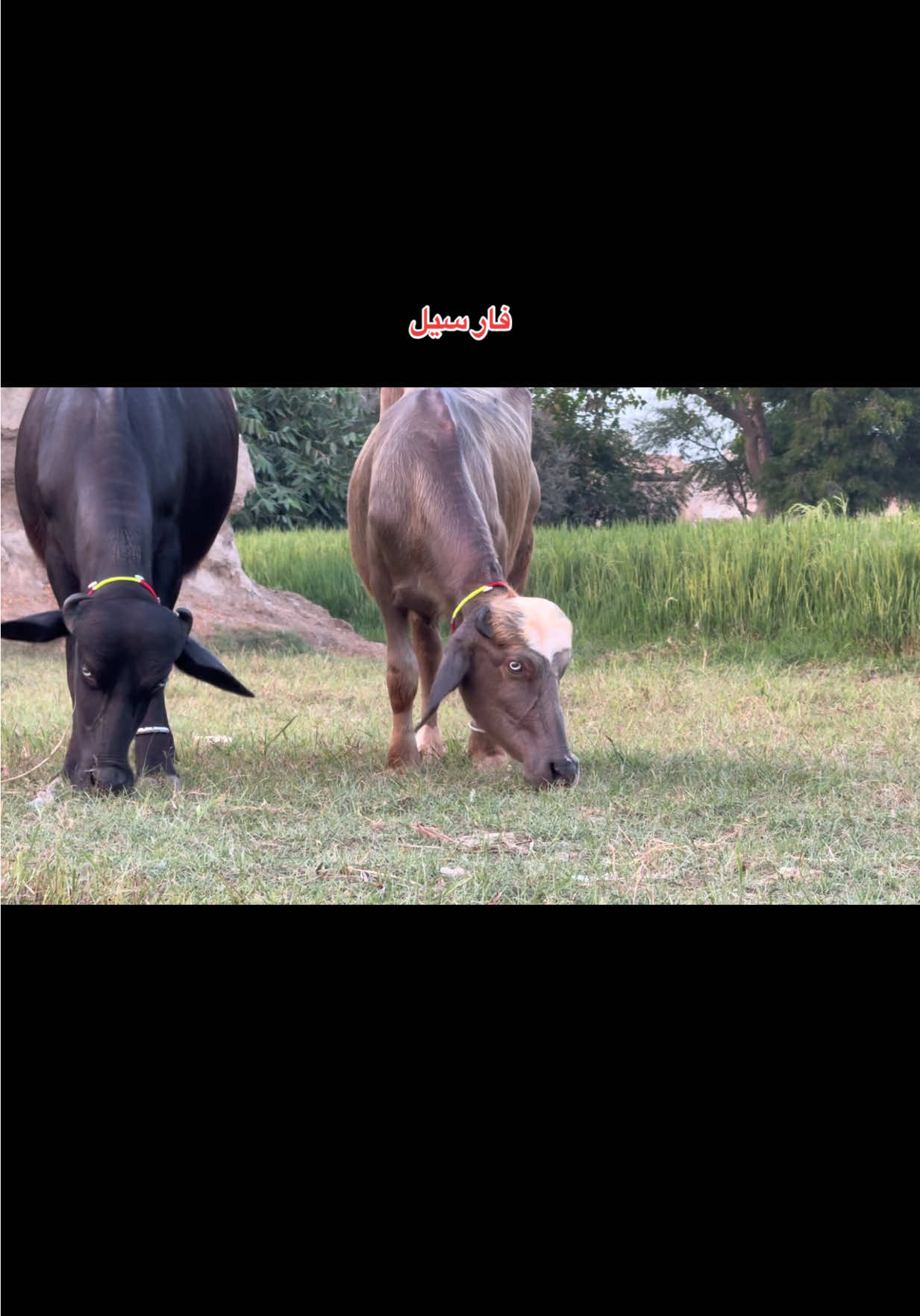 @Jabar Jutt