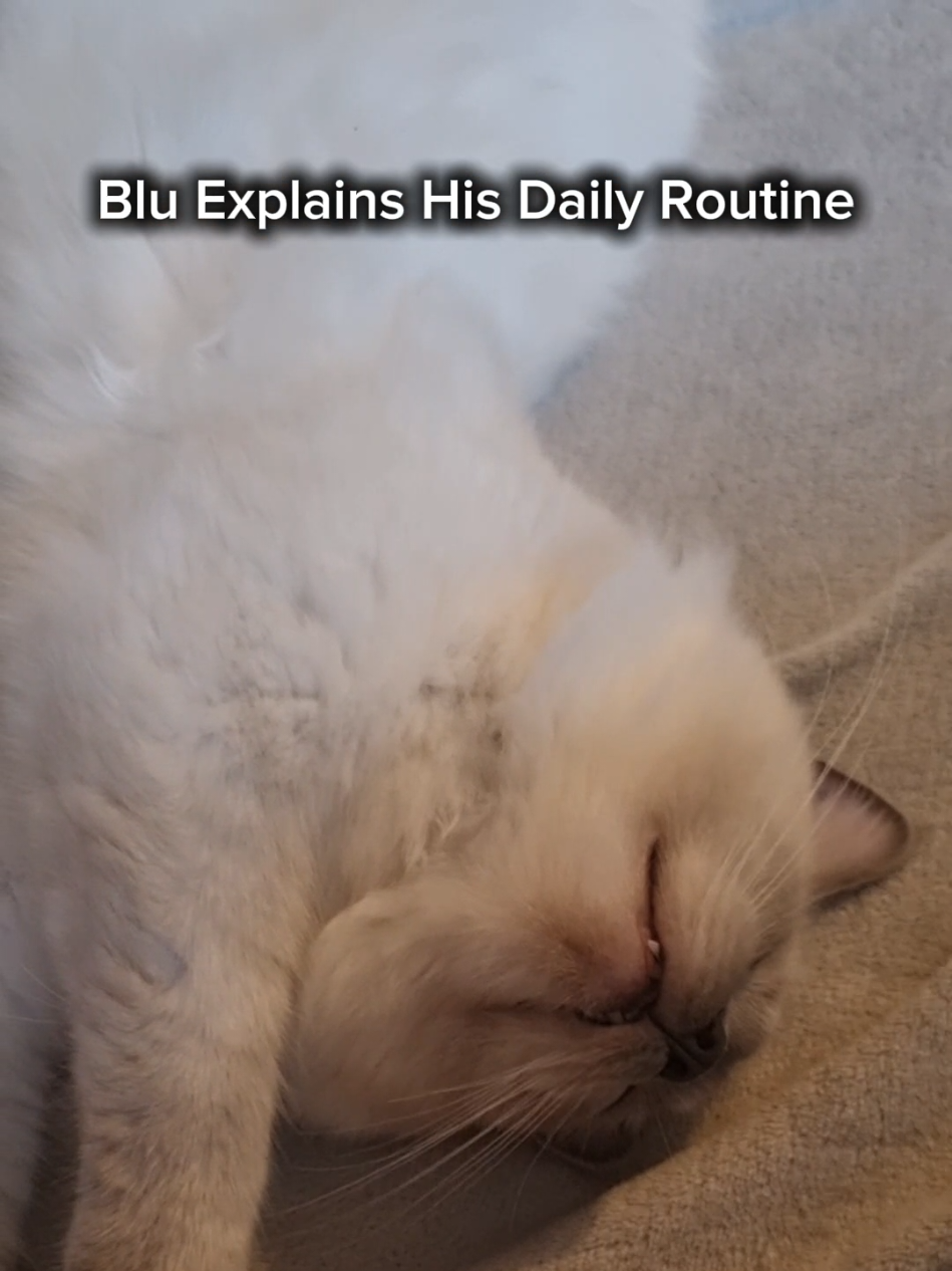 @DailyDoseOfBlu💙