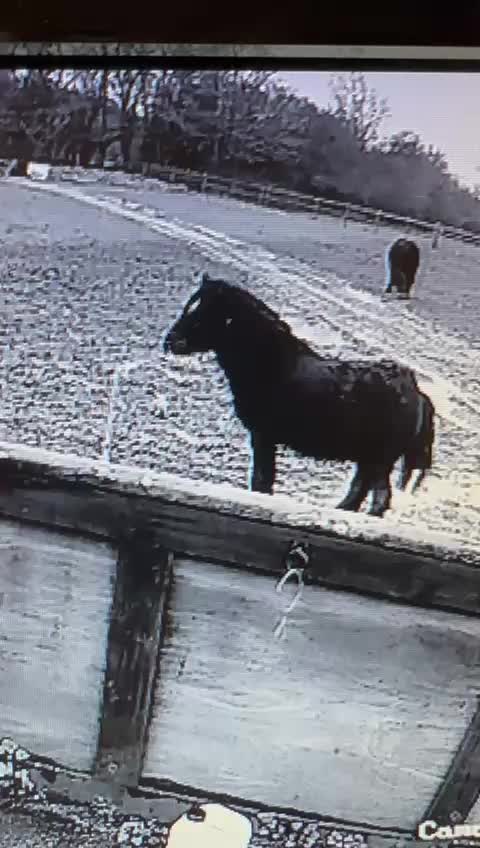 @Alfiepony