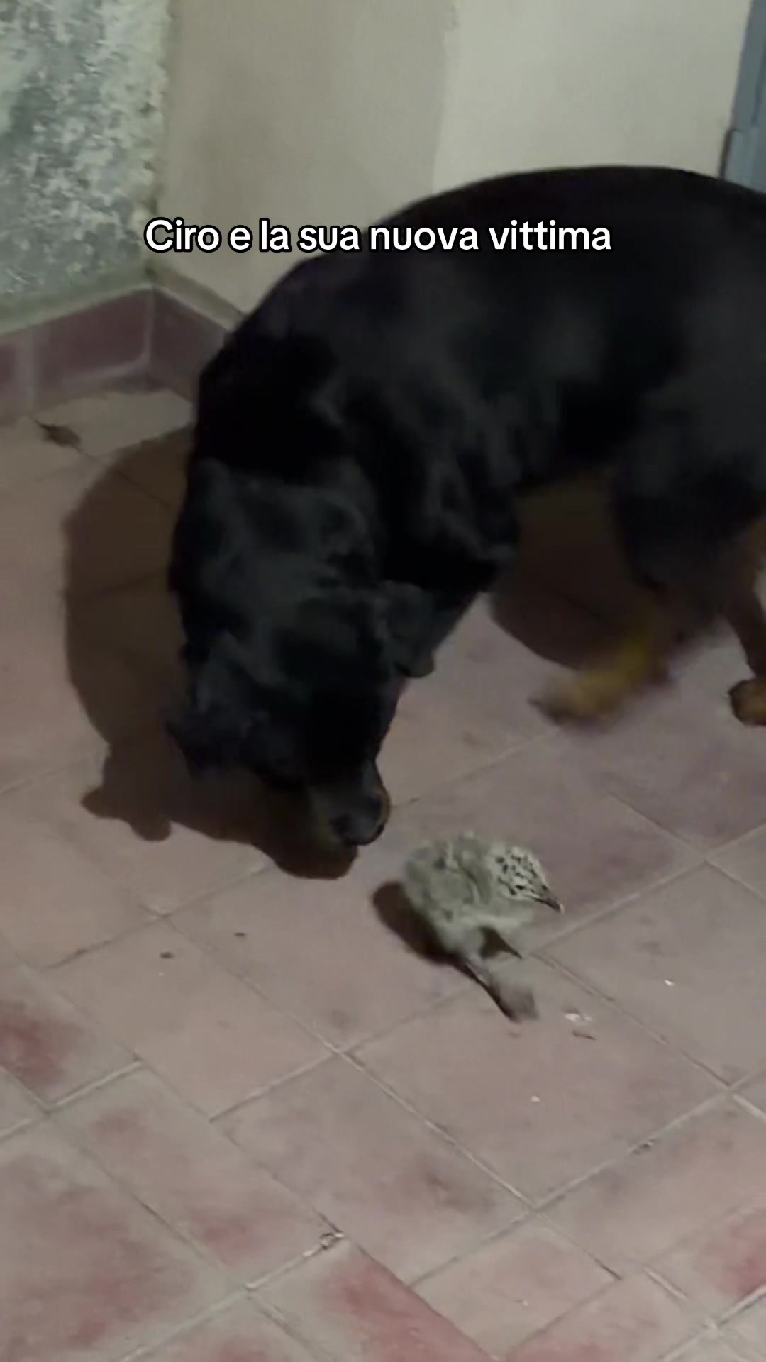 @Tutti pazzi per Ciro il rott
