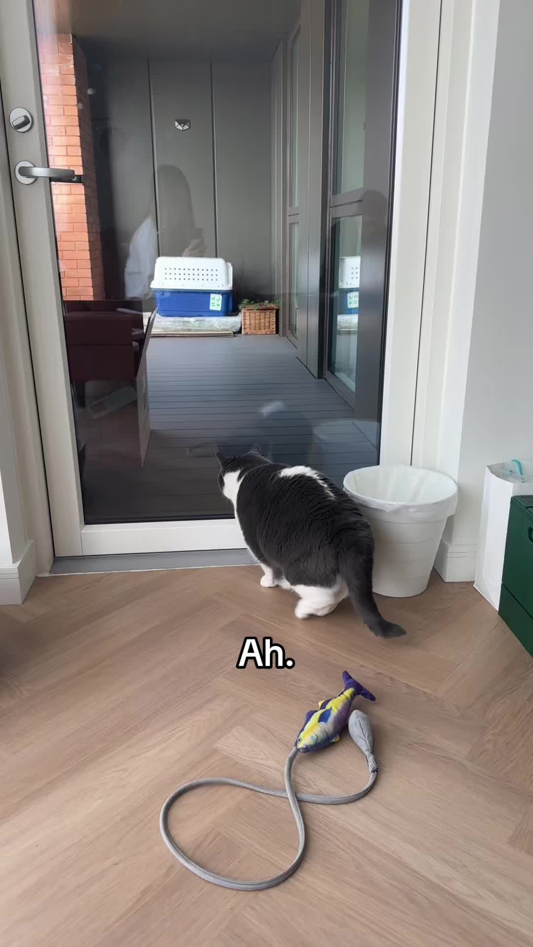 @Emojithecat