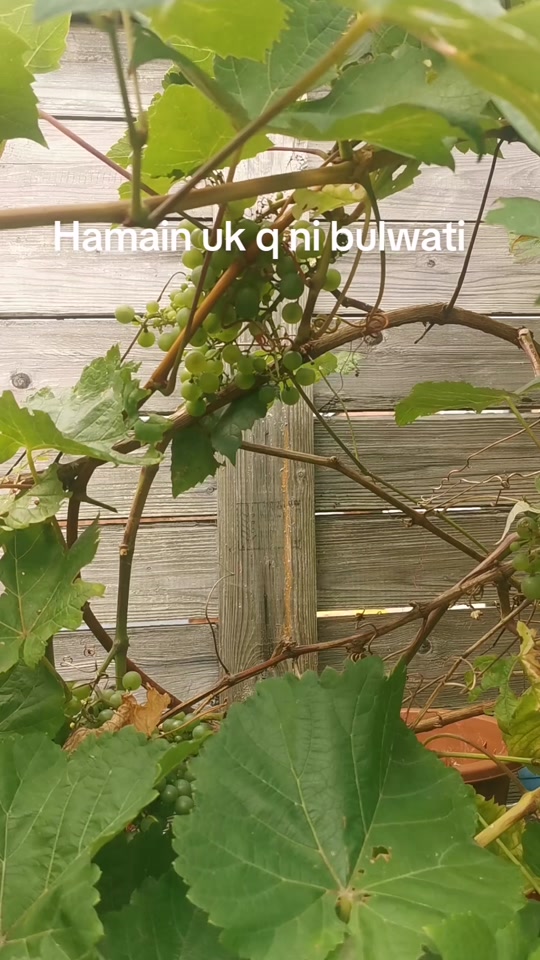 @Muhammad subhan uk